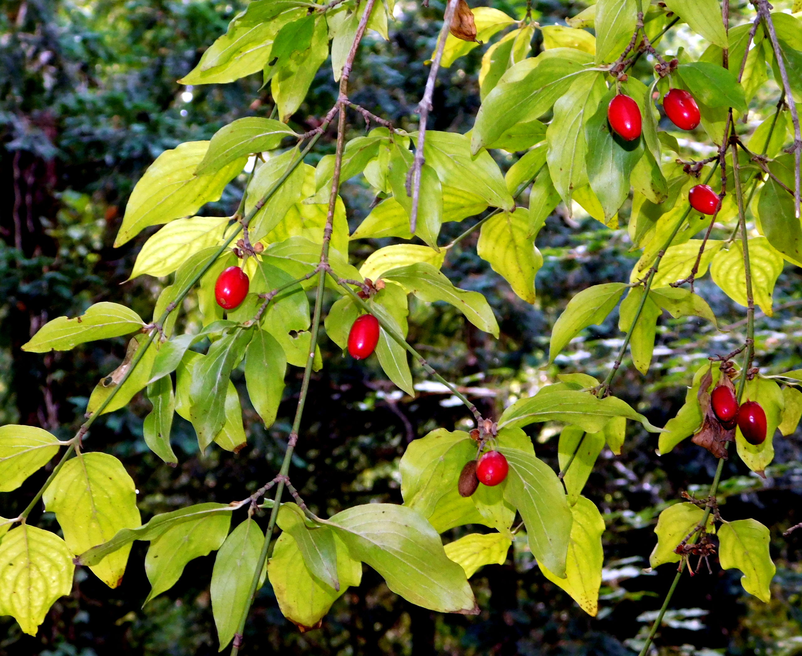 Fruits d'automne dans la forêt de la Sainte-Baume